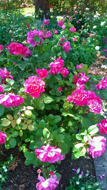 ハウステンボスのバラ祭りの薔薇